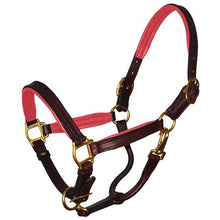 Load image into Gallery viewer, Perris Mini Padded Leather Halter