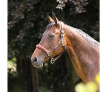 Load image into Gallery viewer, Lusso Padded Halter - Leather Breakaway