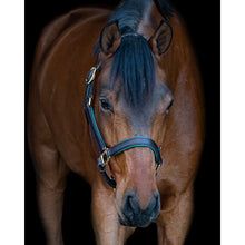 Load image into Gallery viewer, Perris 1" Leather Padded Halters