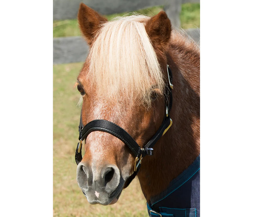 Shires Mini Halter Nylon