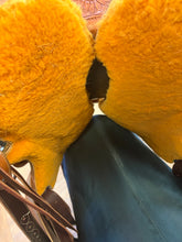 Load image into Gallery viewer, Used 15.5” McCall Wade Sunflower Saddle
