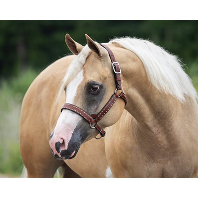 Perris Backstitch Halter