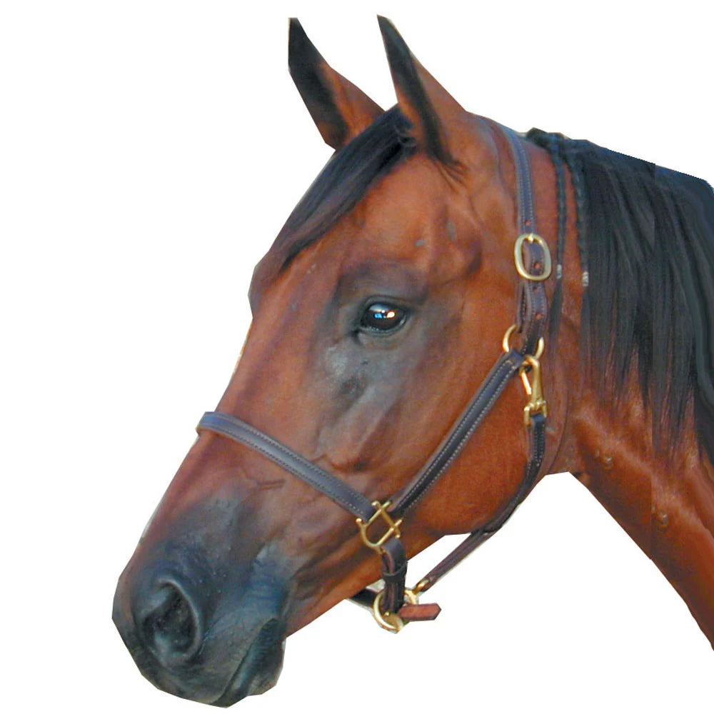 Intrepid 3/4 Breakaway Pony Leather Halter