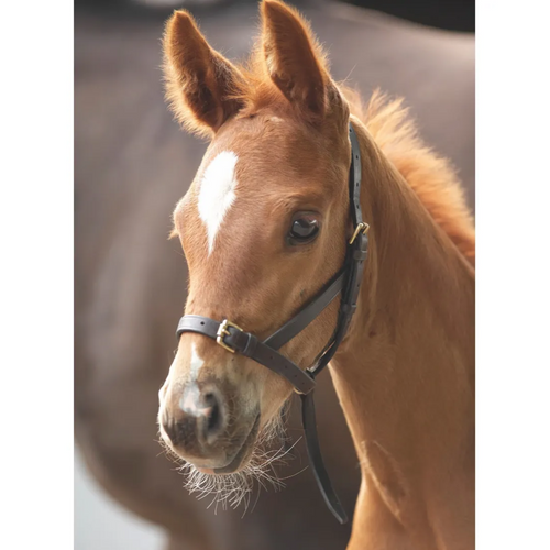 Tory Foal Halter with Slip Grap Strap