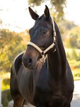 Load image into Gallery viewer, LeMieux New Essence Halter
