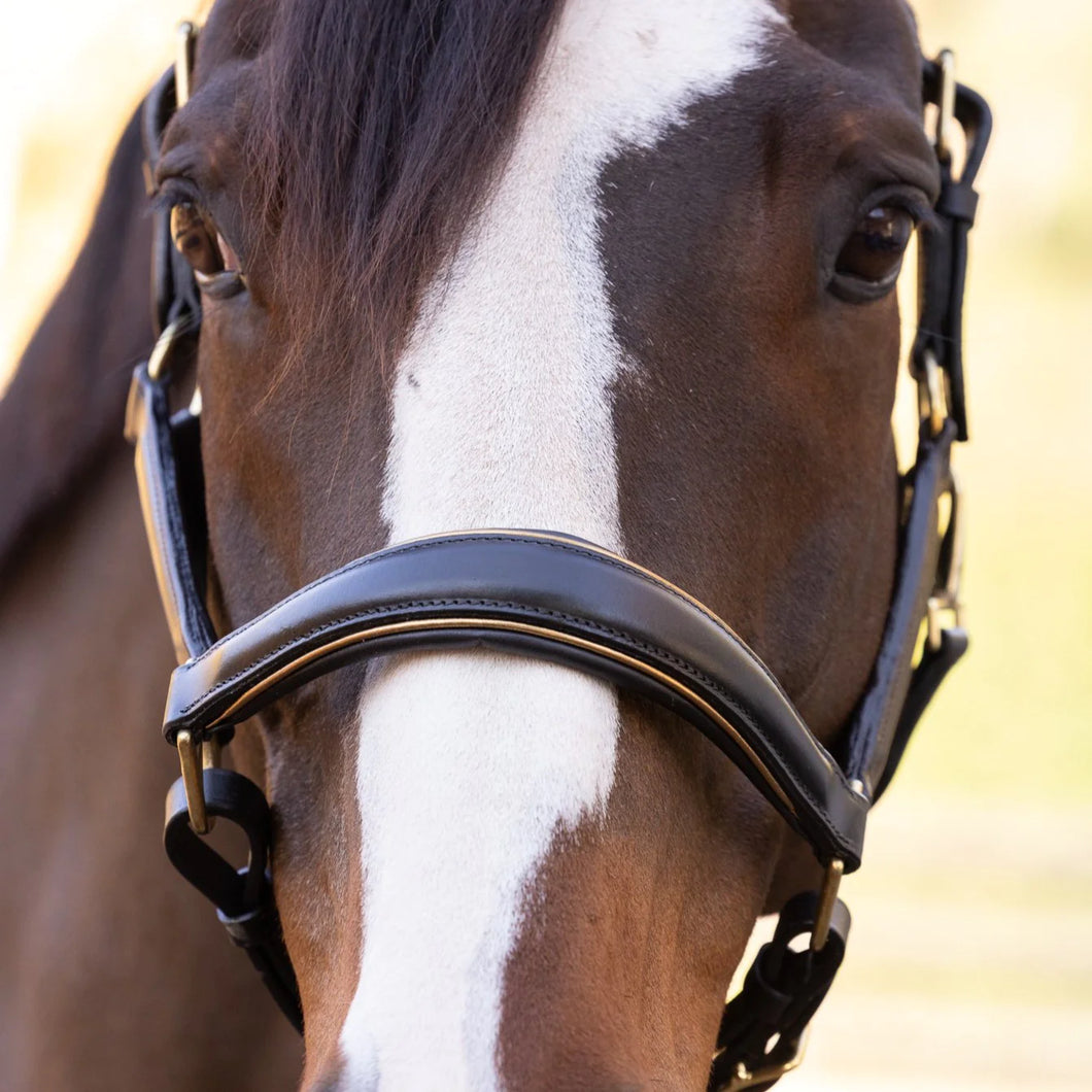 Halter Eco Milan Black Conical Gold Piping